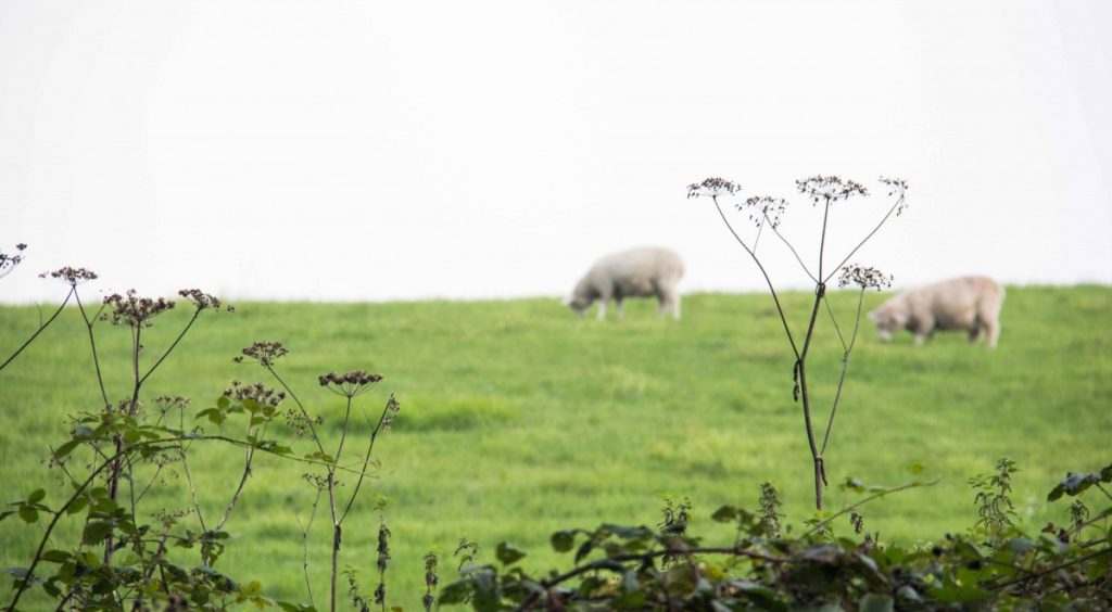 field with 2 sheep in the distance and wildflowers in the foreground