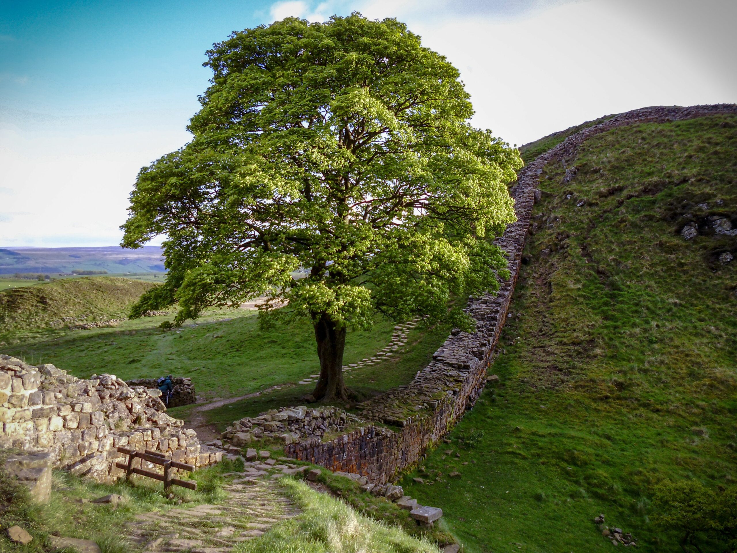 Woodcraft Folk named as one of the 49 recipients of a ‘Trees of Hope’ Sycamore Gap sapling