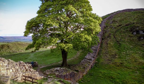 Sycamore Gap, Hadrians Wall